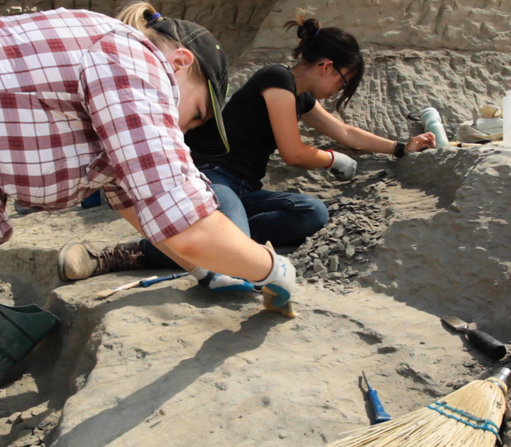 Students on an anthropological dig excavating fossils.