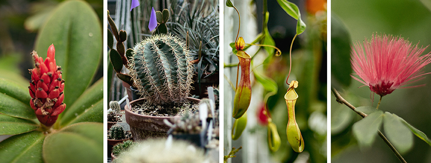 close-up photos of four plants in the UW Biology Greenhouse
