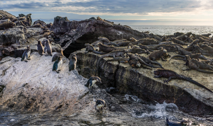 Penguins and large reptiles on rocks near the water.