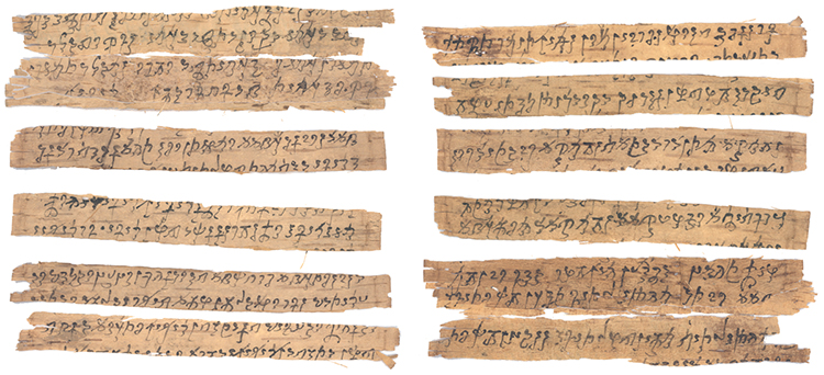 Segments of an ancient birch bark manuscript, part of a collection of manuscripts dating back to the first century CE that are the focus of the Early Buddhist Manuscripts Project.