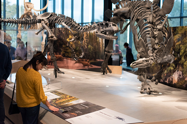 The Burke Museum’s “Fossils Uncovered” exhibit. Photo by Andrew Waits.