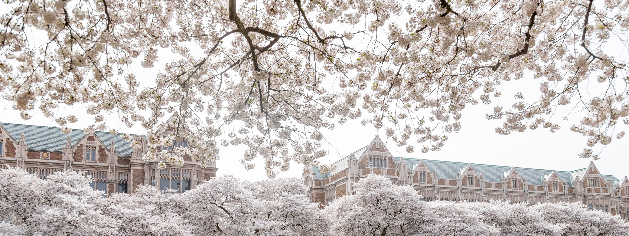 Cherry Blossoms on the Quad