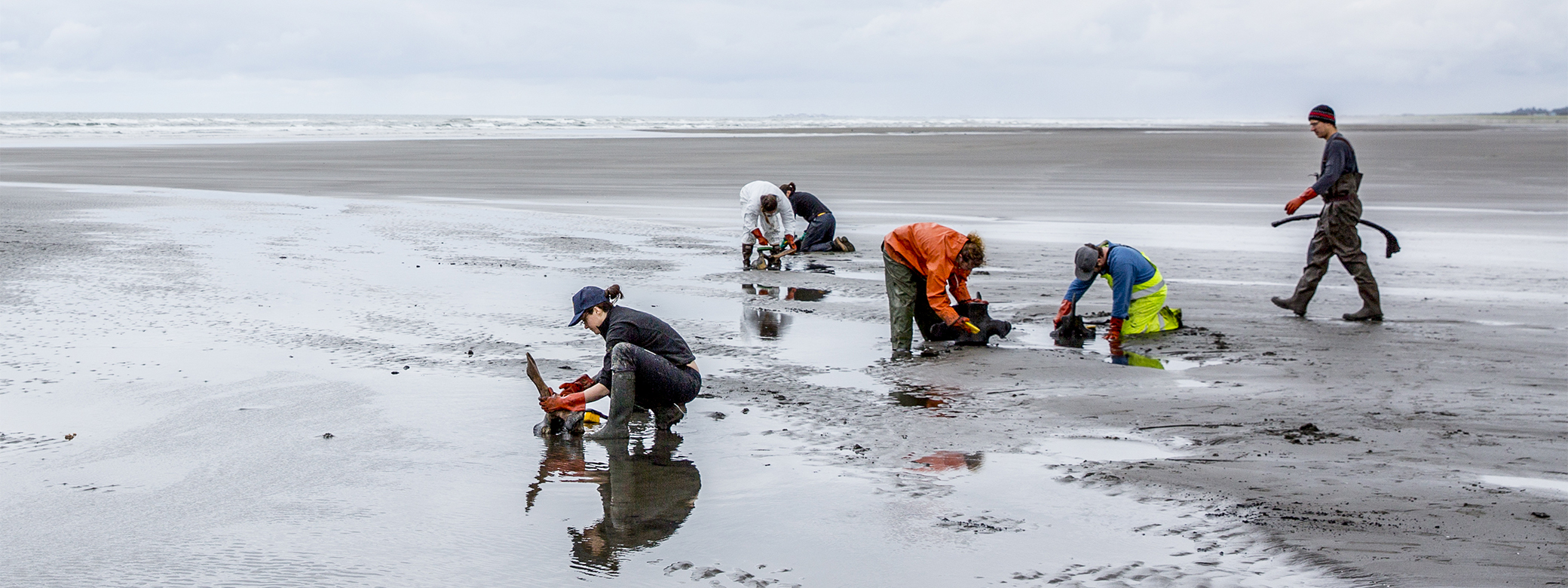 UW students doing research and digging in the sand on a beach along the Salish Sea.