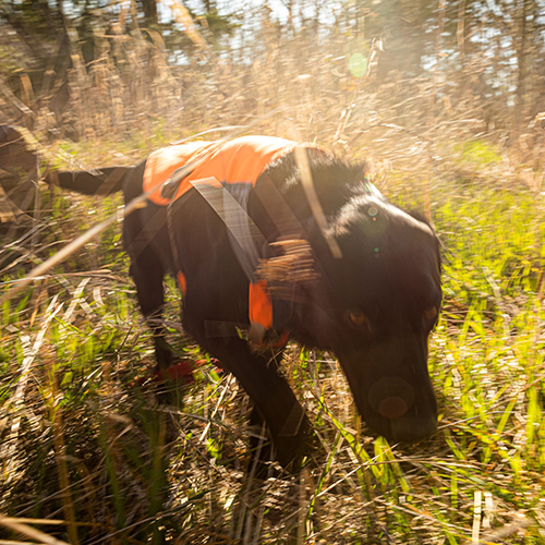 Dog tracking scent in a field