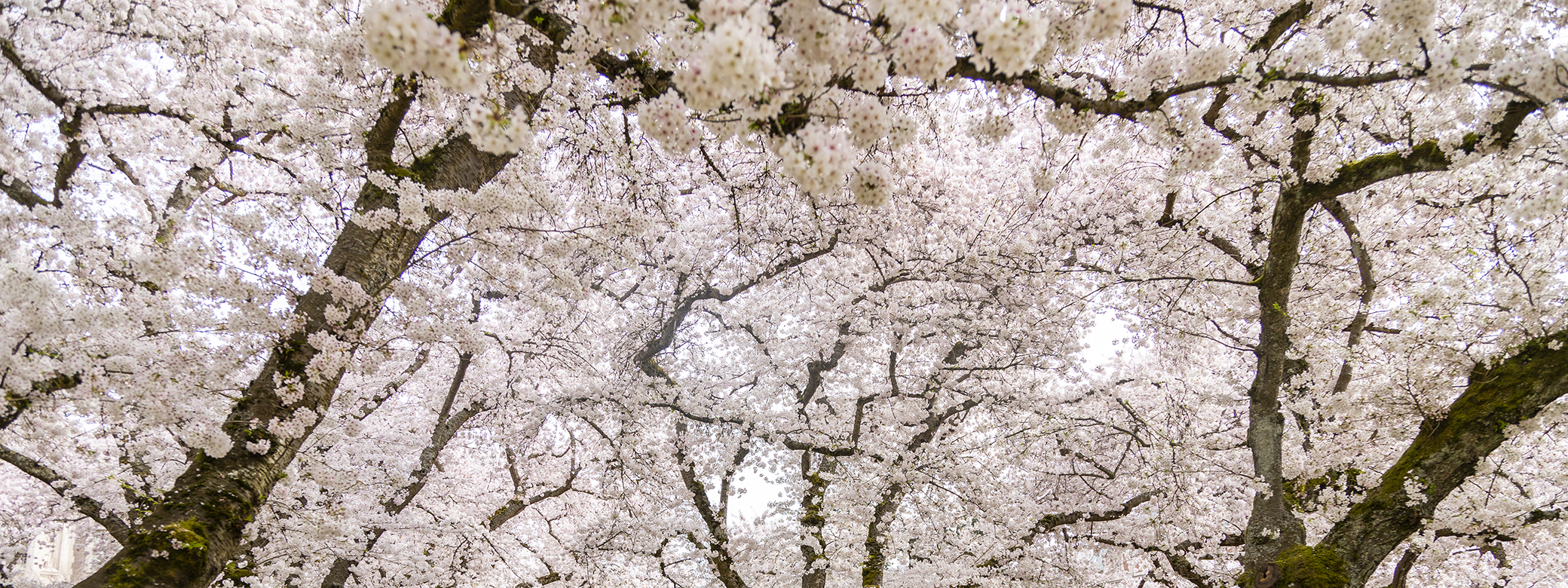 Cherry tress on the UW quad.