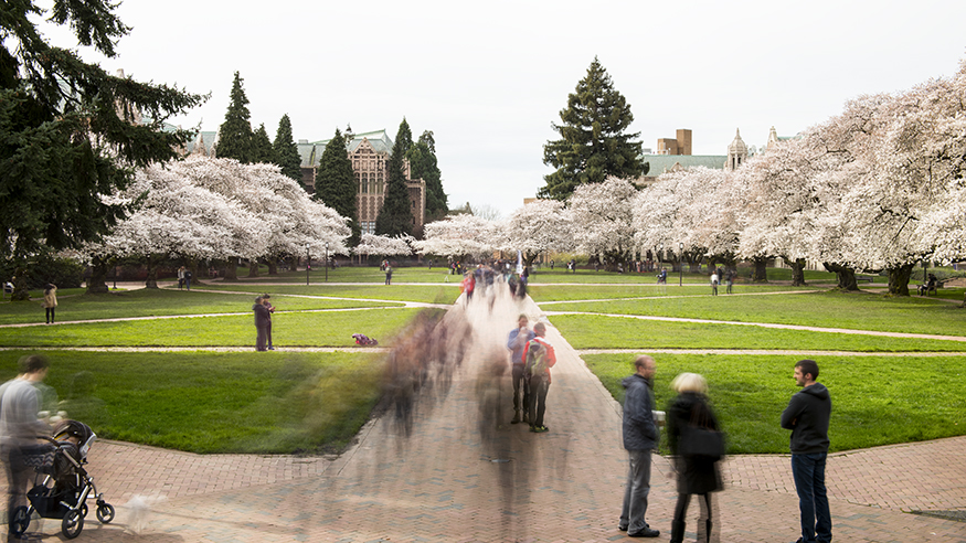 The UW quad with cherry trees in bloom