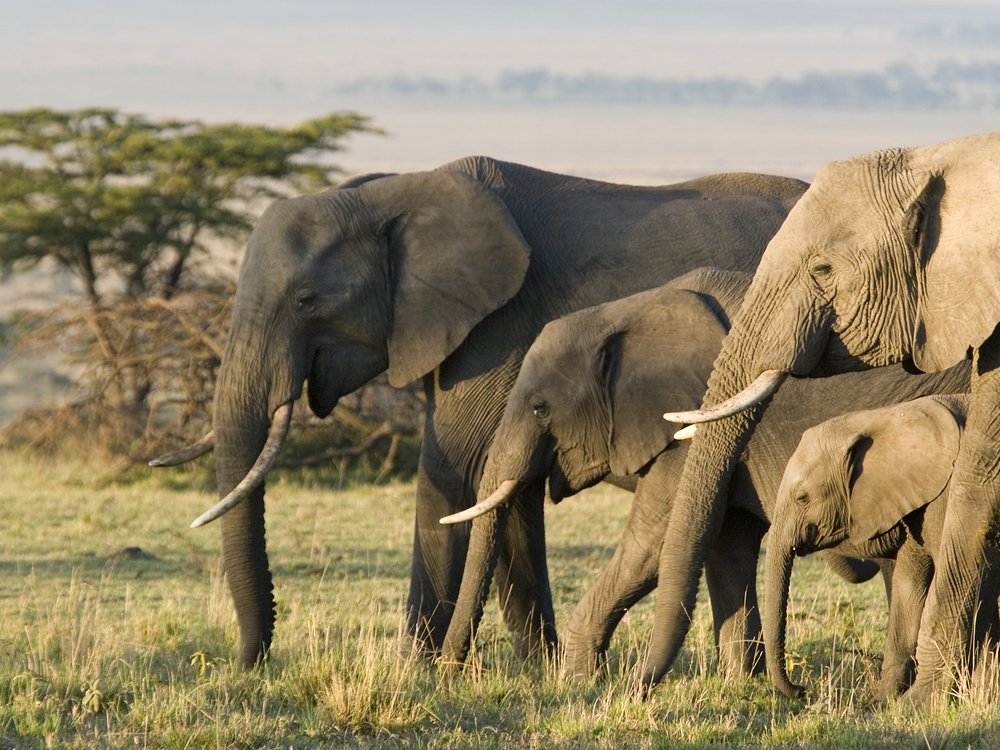 Elephant Tusk DNA Exposes Illegal Poaching Networks promo image