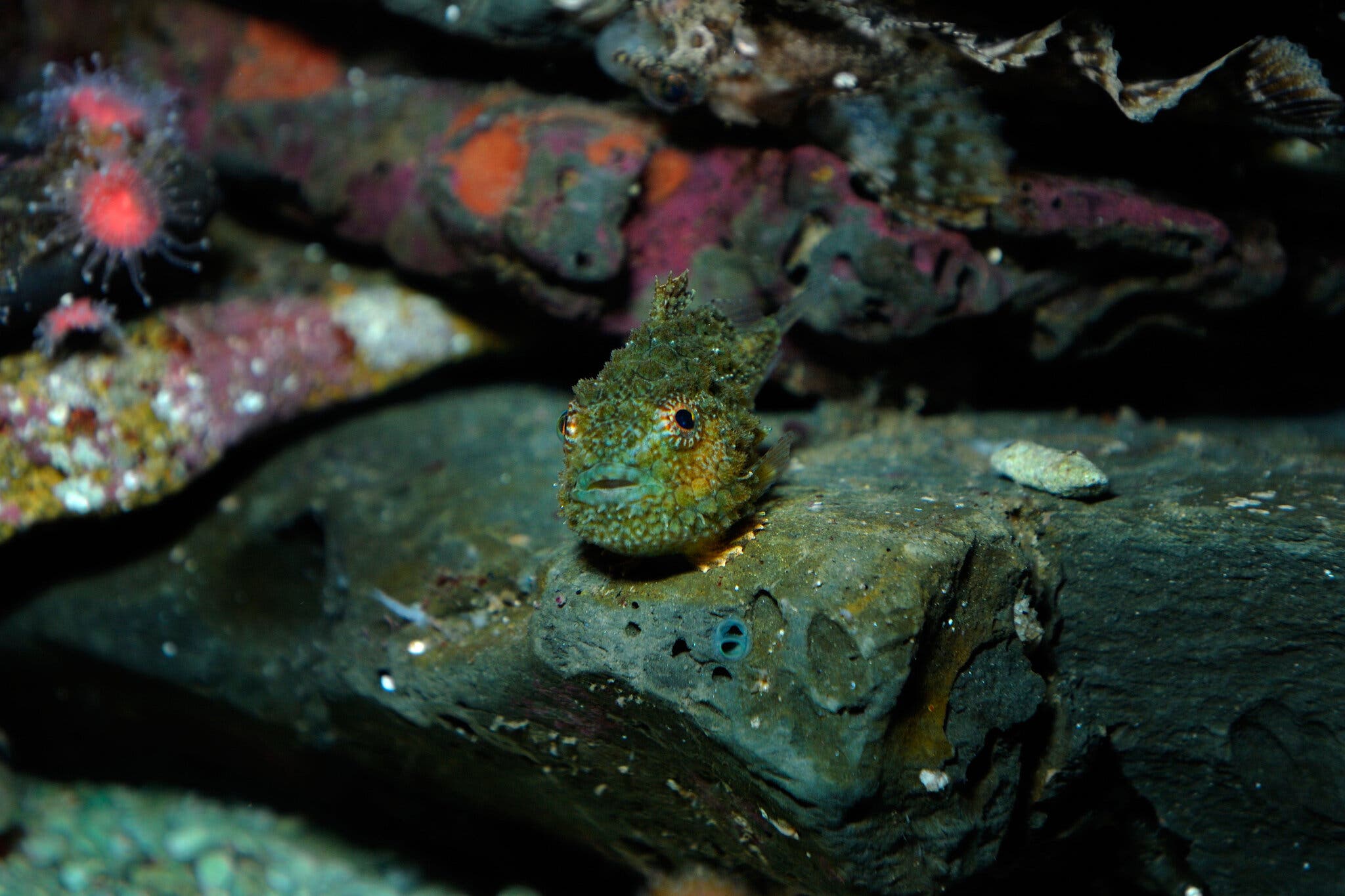 The Pacific Spiny Lumpsucker Is Armed to the Teeth promo image