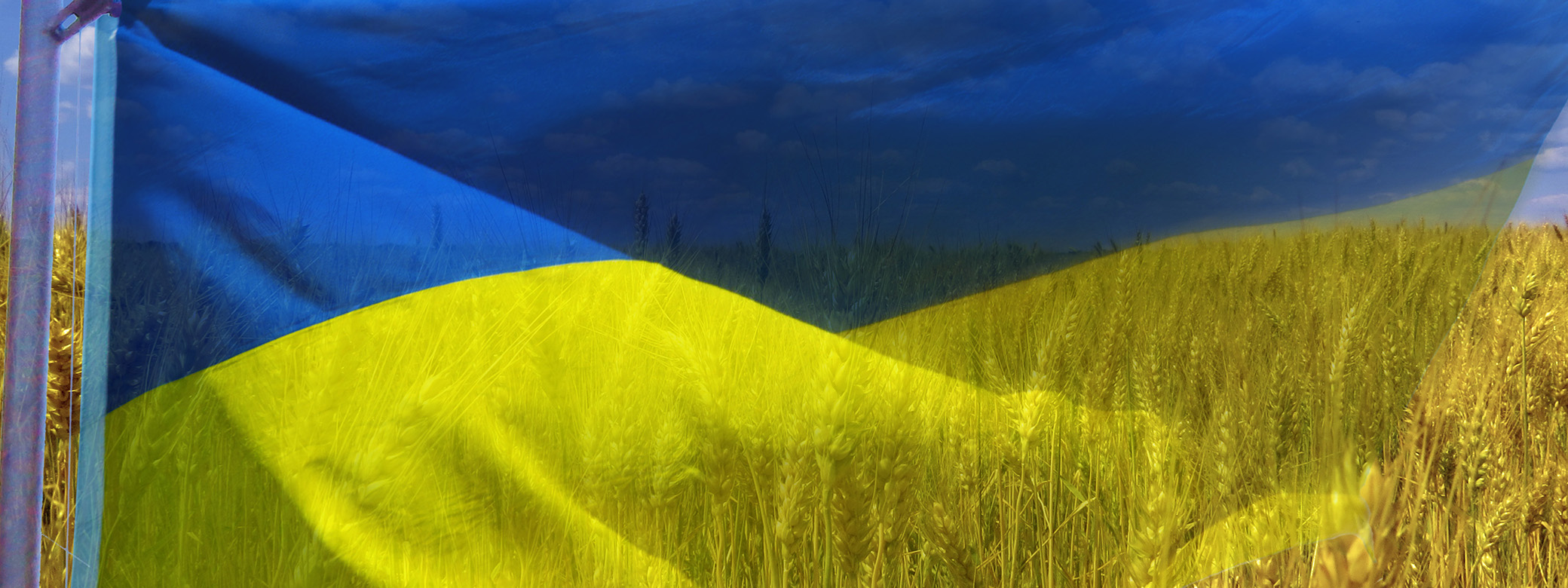 Ukrainian flag, with crops in field behind