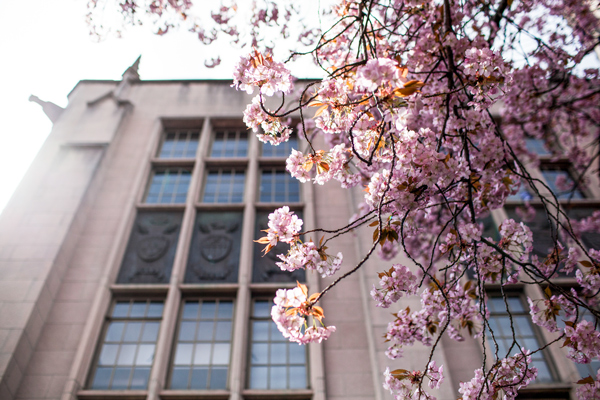 Cherry Blossoms