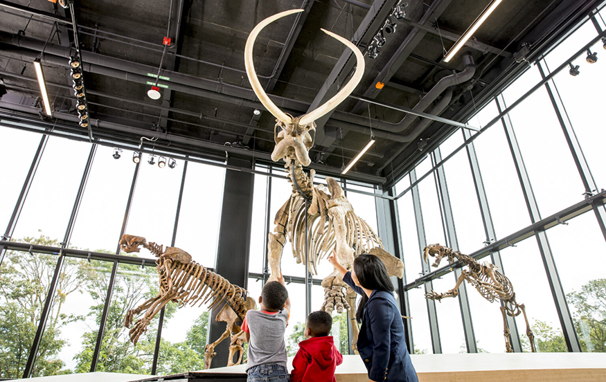 A family looking at reconstructed skeleton of a large prehistoric animal. 