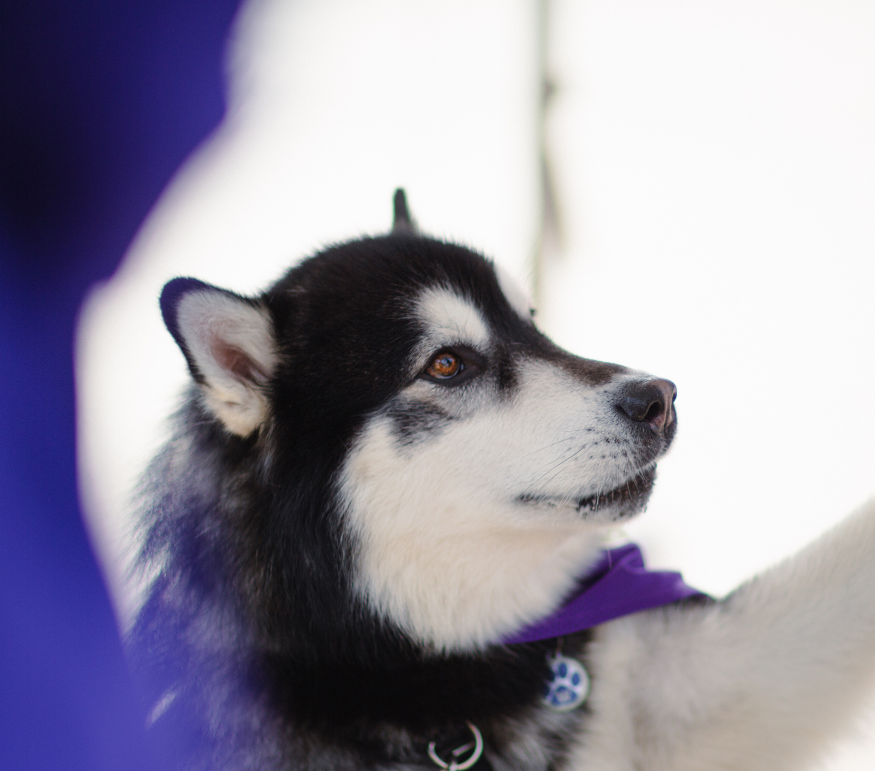 UW Husky News Feed