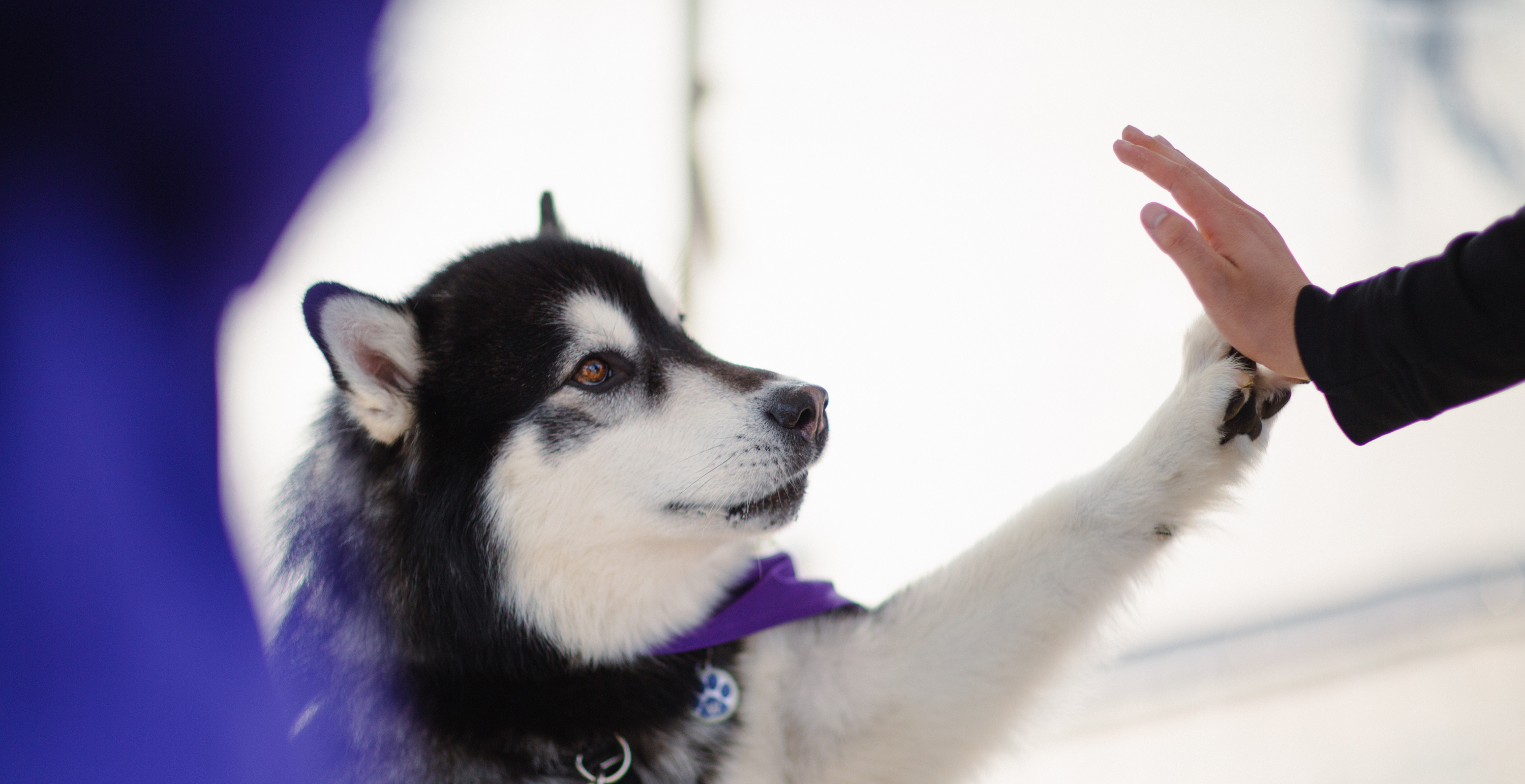 Washington Husky High Five