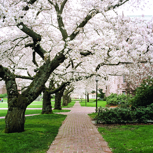 Cherry trees in bloom beside a walking path in the UW quad