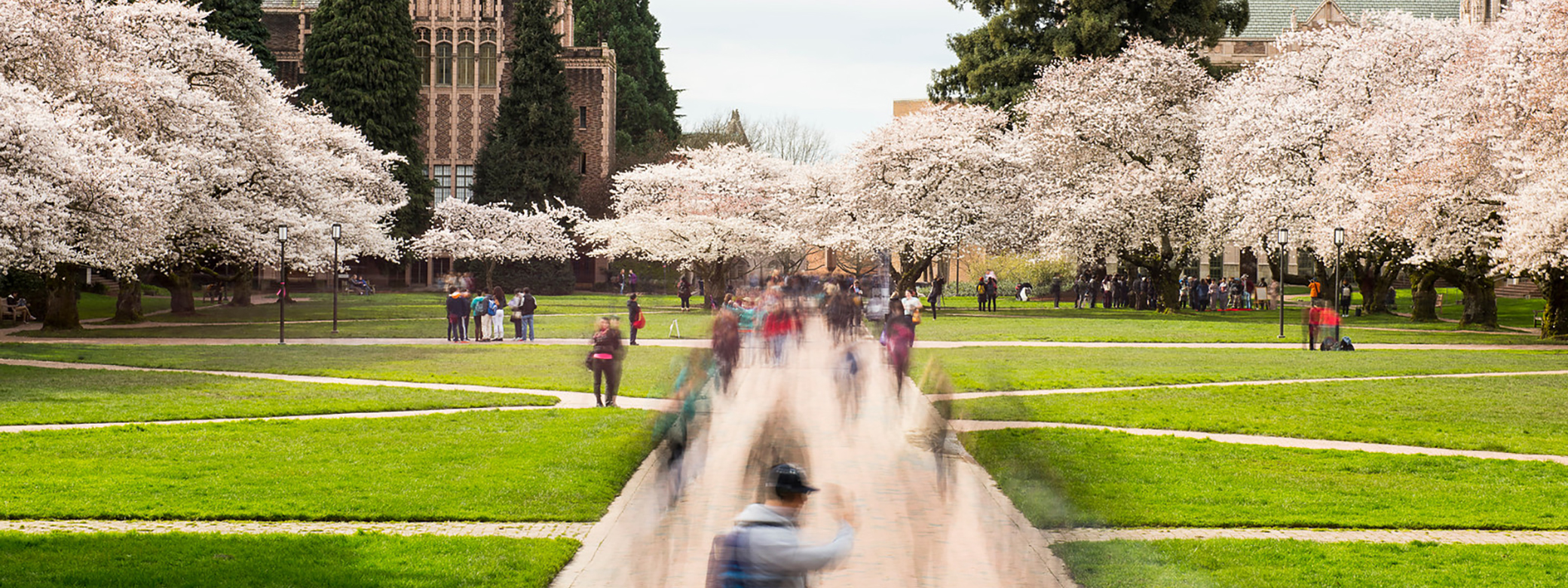 Students walking in UW quad near blooming cherry trees