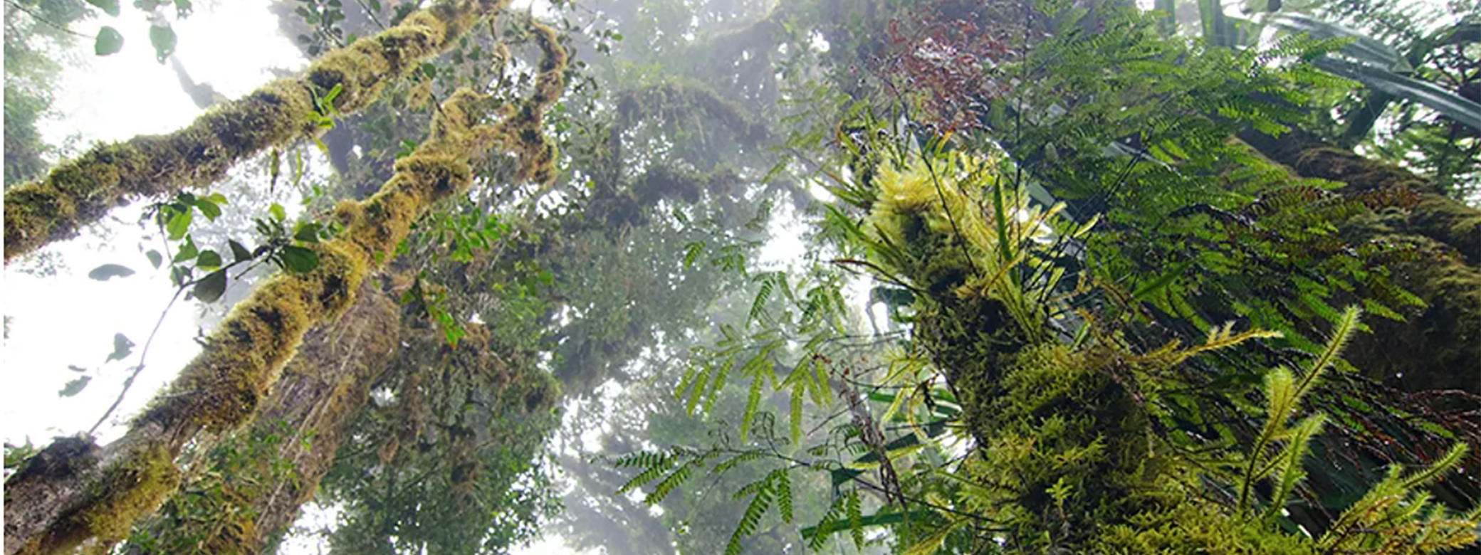 Papua New Guinea cloud forest, view looking up at tall trees