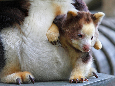A the head and arms of a baby tree kangaroo (joey) pop out of its mother's pouch. 