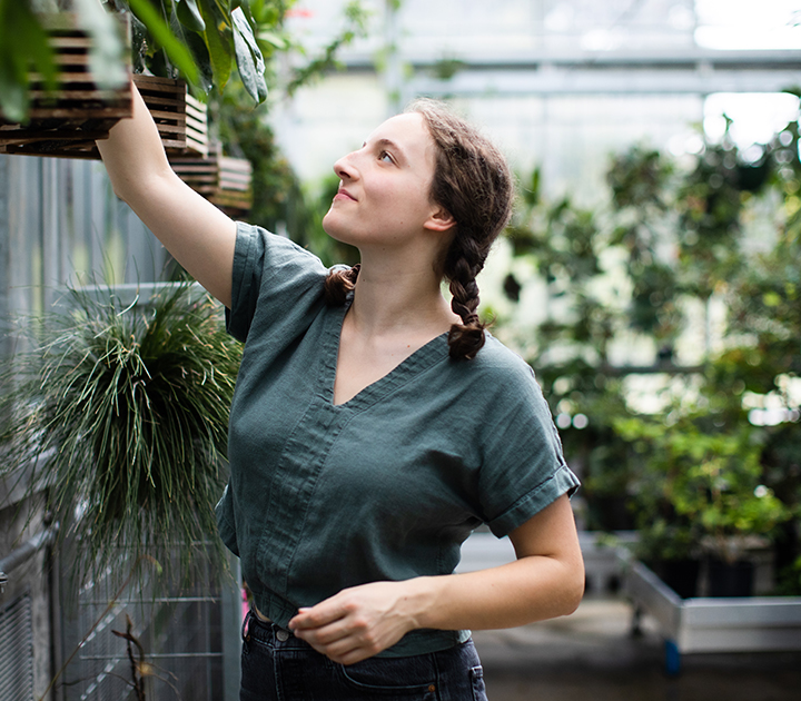 Ava Kloss-Schmidt reaches up to a plant in the UW Greenhouse, with other plants behind her.