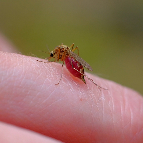 Mosquito on a person's finger.