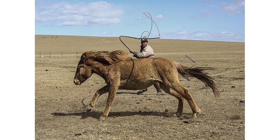 A horse and rider in Mongolia.