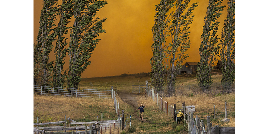 A field and a few tall, thin trees with a fiery orange sky behind them.