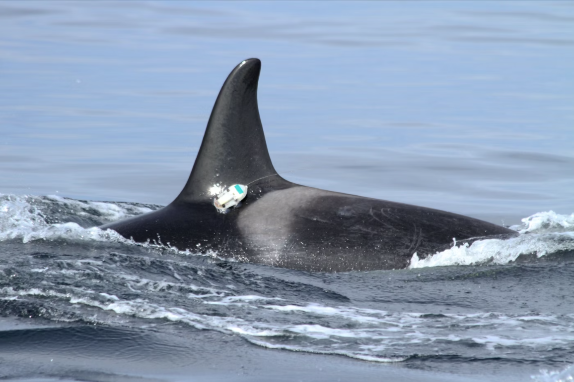 A northern resident orca surfaces while wearing an electronic tag temporarily stuck to its back by two neoprene suction cups in August 2011.