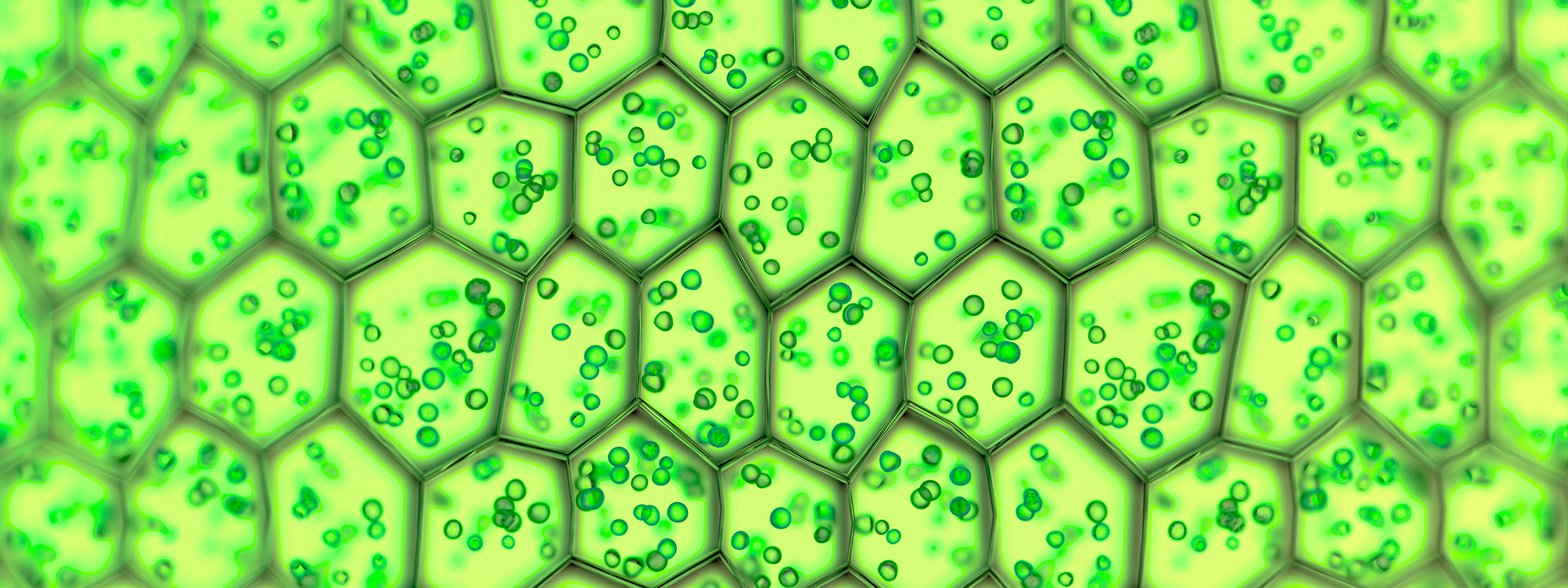 Close up of cells in microscope.