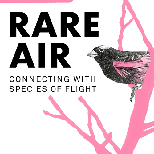 artwork for Rare Air exhibit, showing a bird on a pink branch.