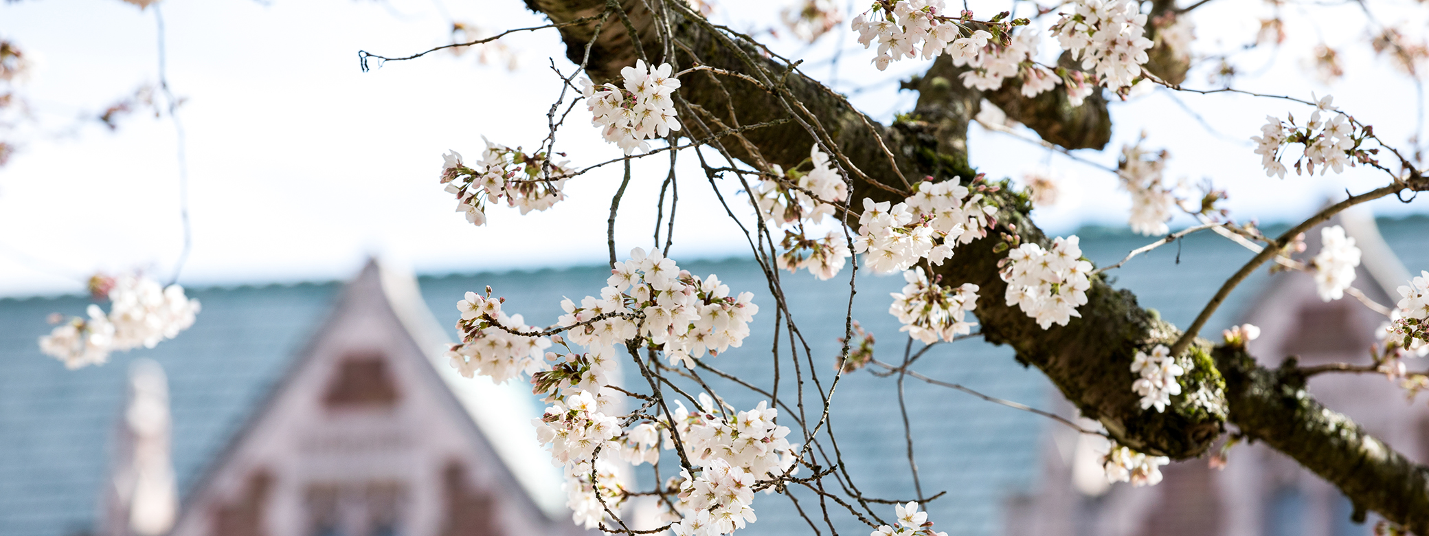 Cherry blossoms with a building in the background