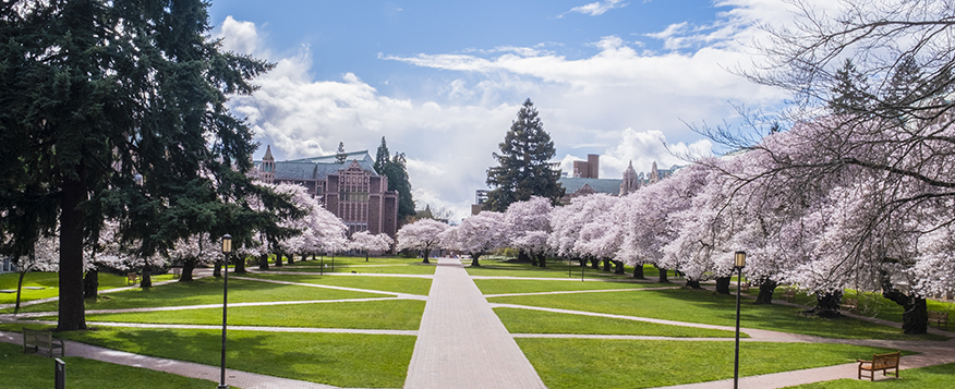 The UW quad, bordered by blooming cherry trees