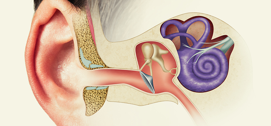 illustration of parts of the inner ear.