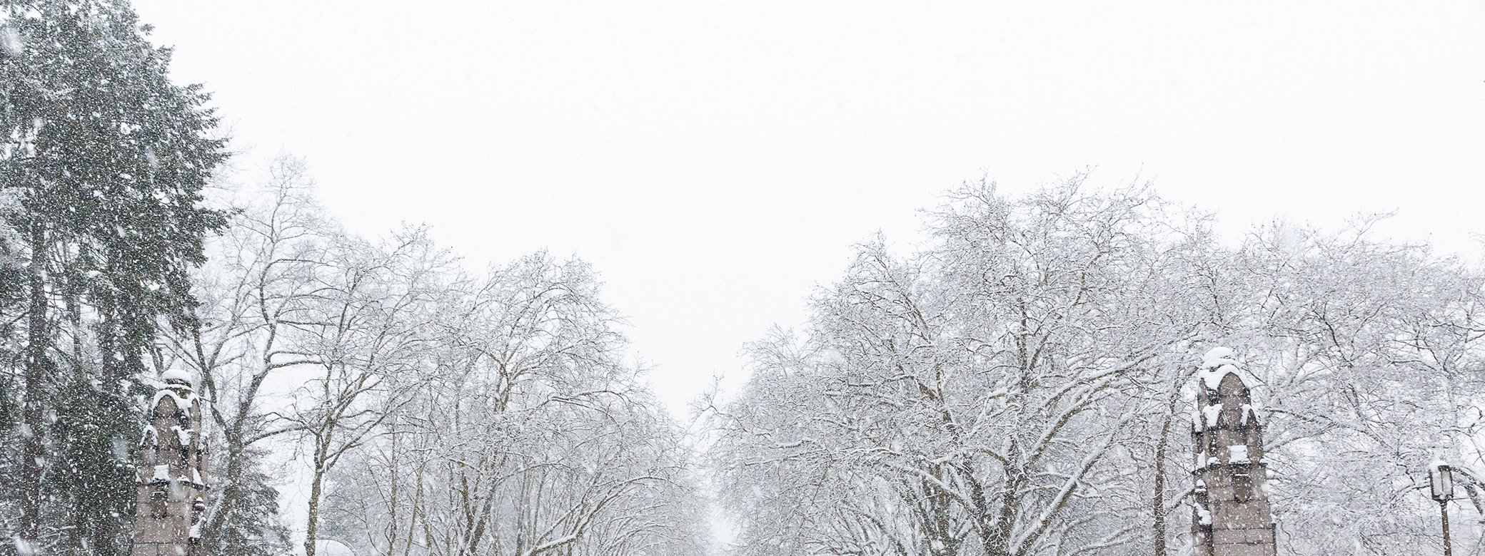 Treetops on a snowy UW campus