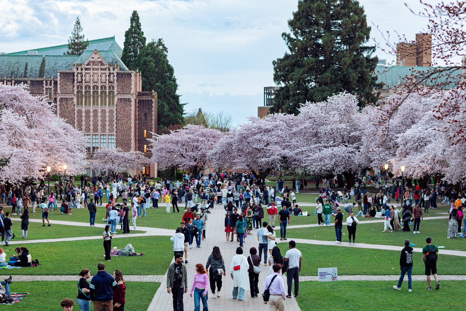 The University of Washington quad lined with blooming Cherry Blossom trees and filled with tourists.