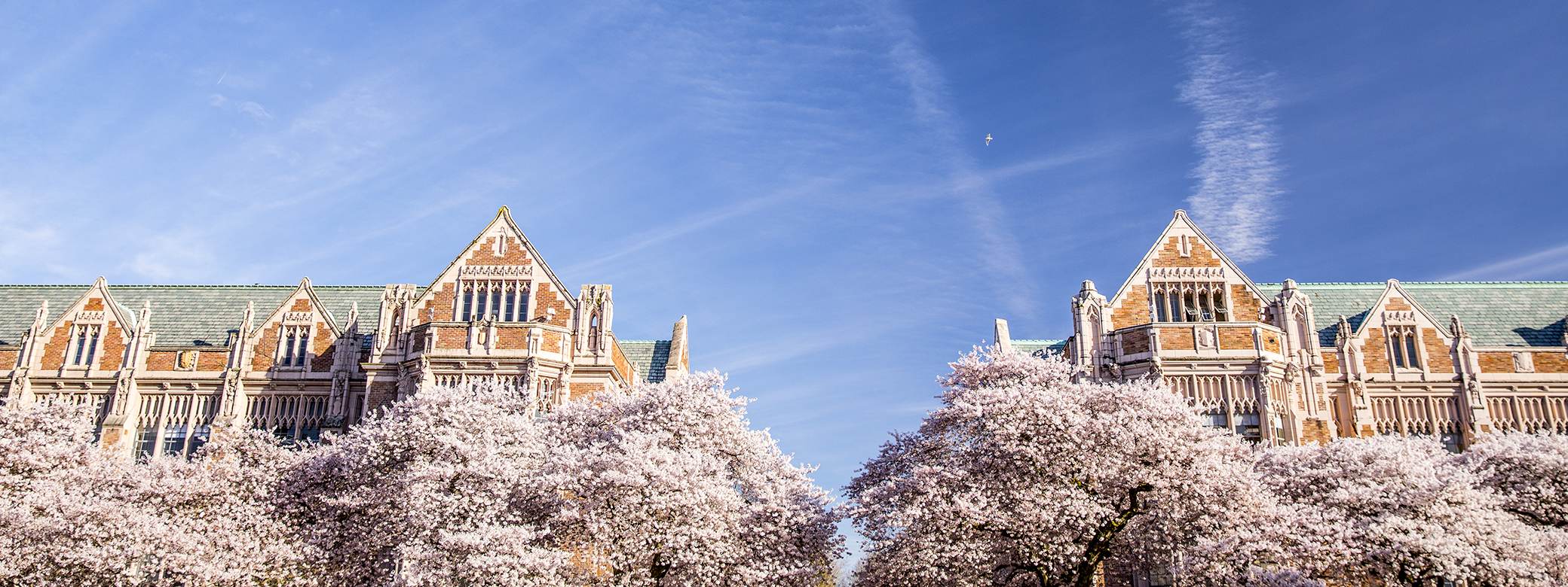 photo of brick buildings and cherry blossoms on UW quad