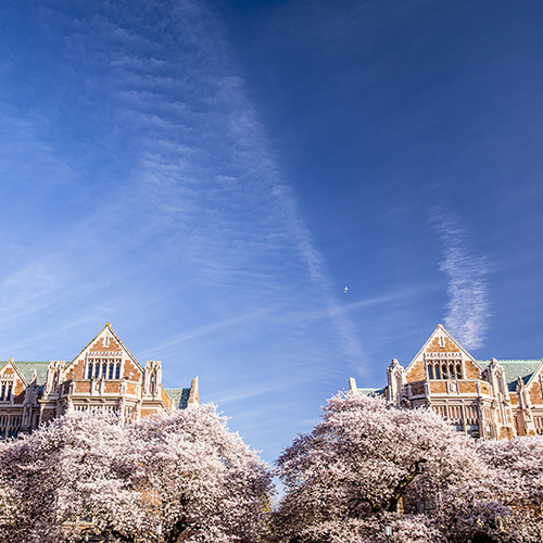 Neogothic campus buildings with blooming cherry trees in front and blue sky above.