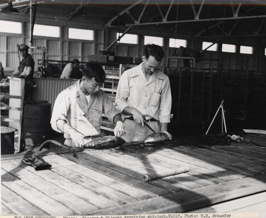 Two men gutting a fish