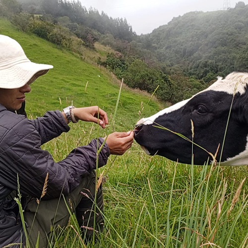 On a grassy hillside, Caleb Bonilla sits and communes with a cow.