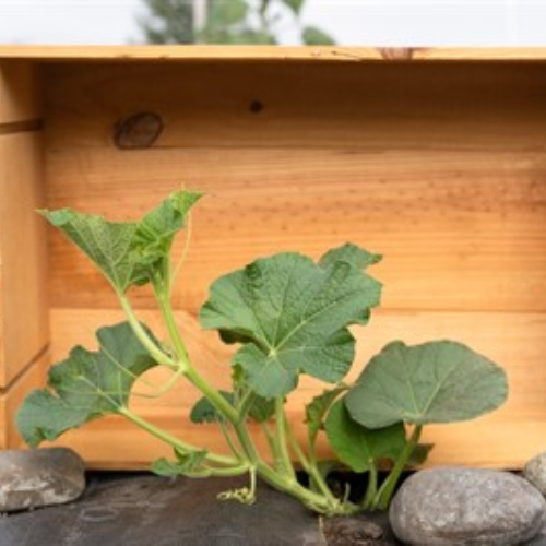 Green plant in front of a wooden crate