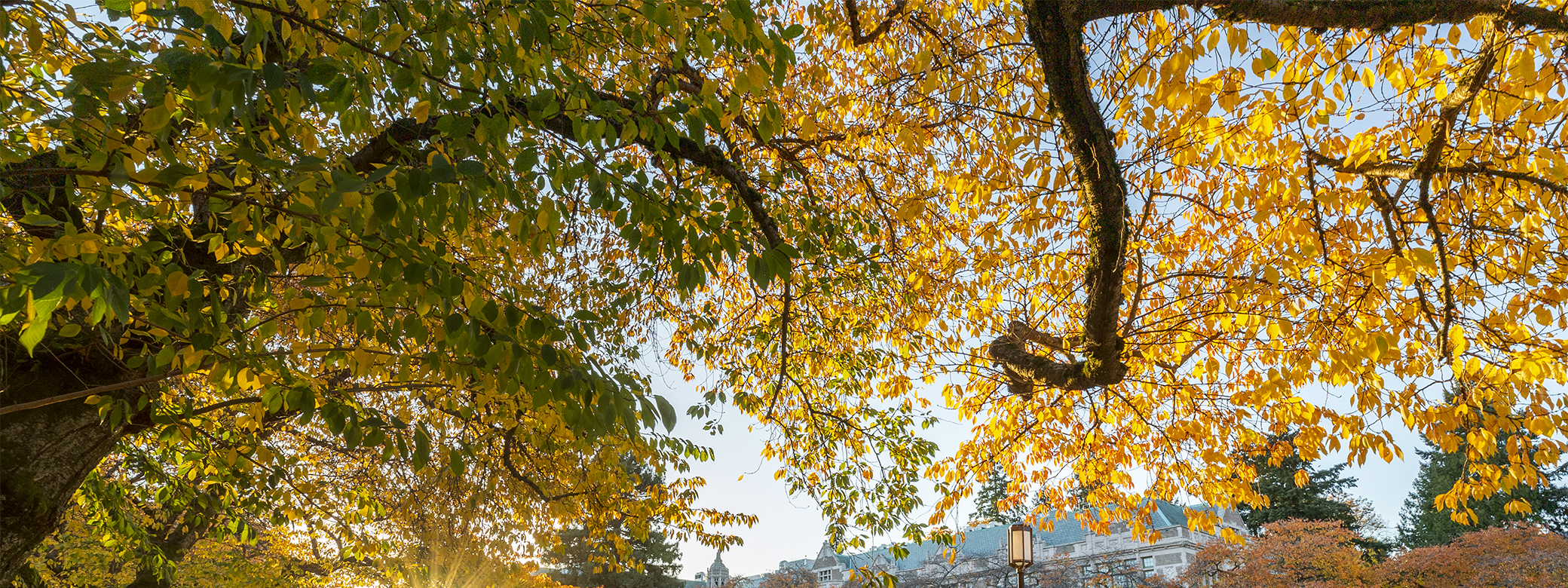 Close up of a tree with leaves turned yellow