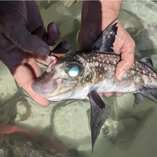 Closeup of a person's hands holding a ratfish.
