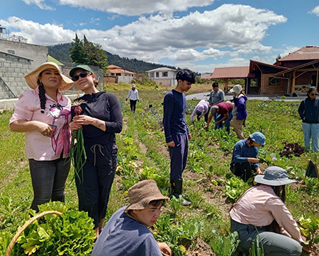 On a farm in Ecuador, people in sun hats squat to harvest a crop. 