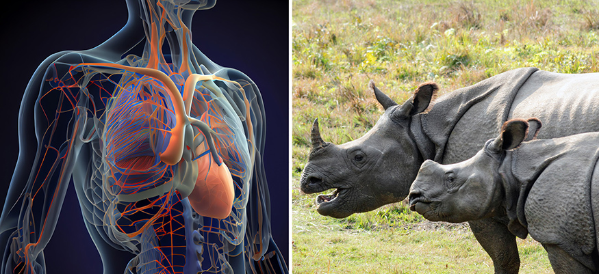 Montage of images related to Cool Courses