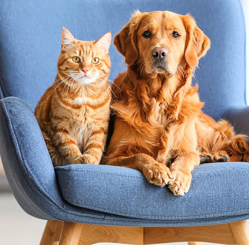 A golden colored cat and golden retriever dog sit together on a blue chair. 