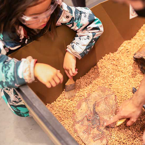 A child digging for fossils in a sandbox-like structure at Dino Fest