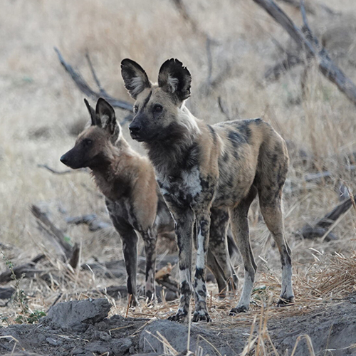 Two African wild dogs with large ears