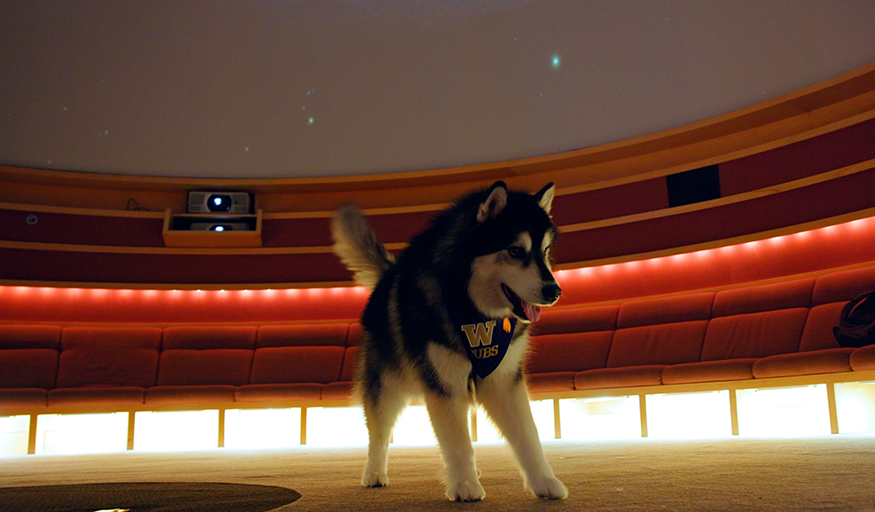 Dubs playing in the UW Planetarium. 