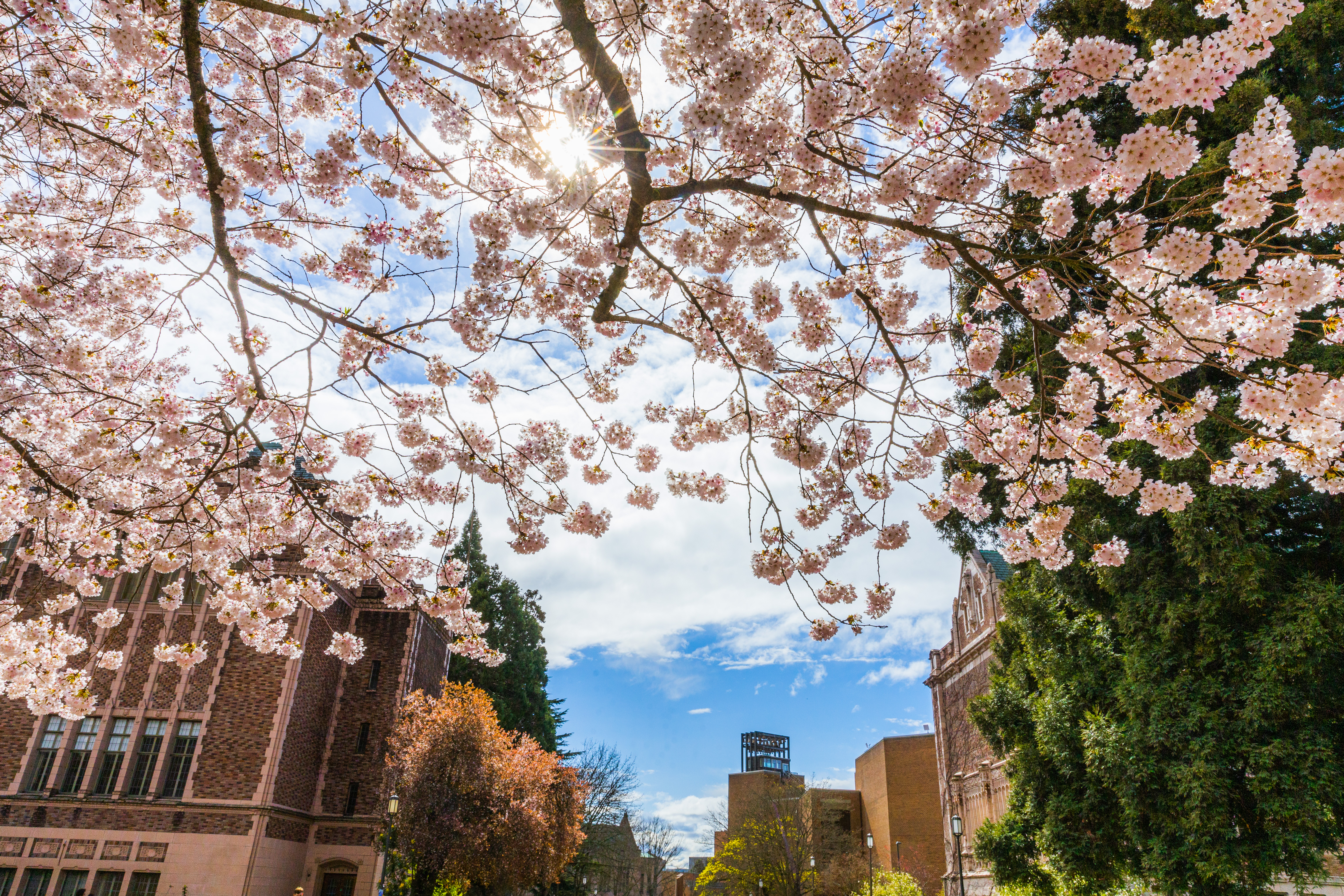 UW graduate and professional disciplines place highly in US Newsâ Best Graduate Schools rankings