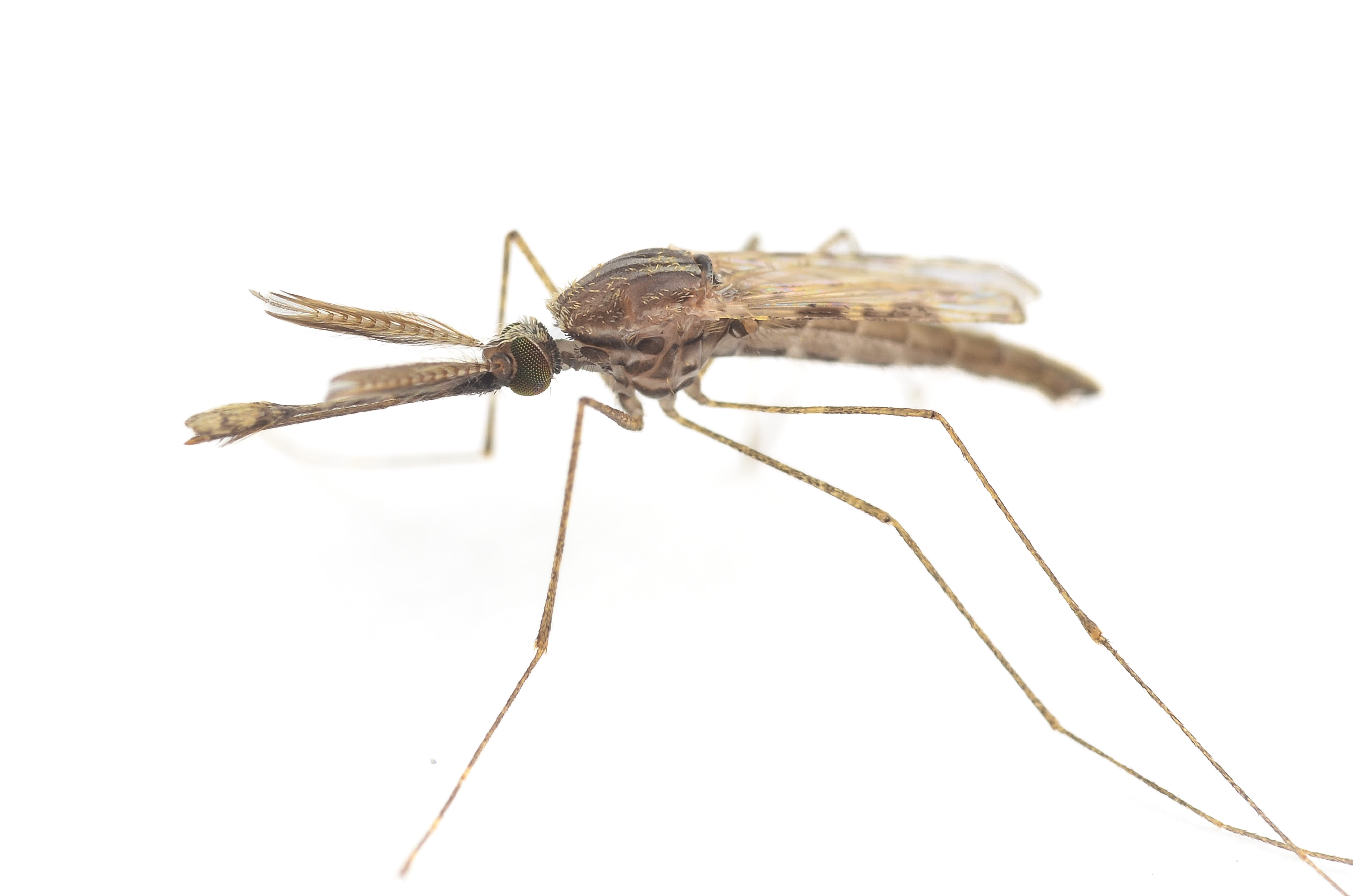 New discoveries about how mosquitoes mate may help the fight against malaria