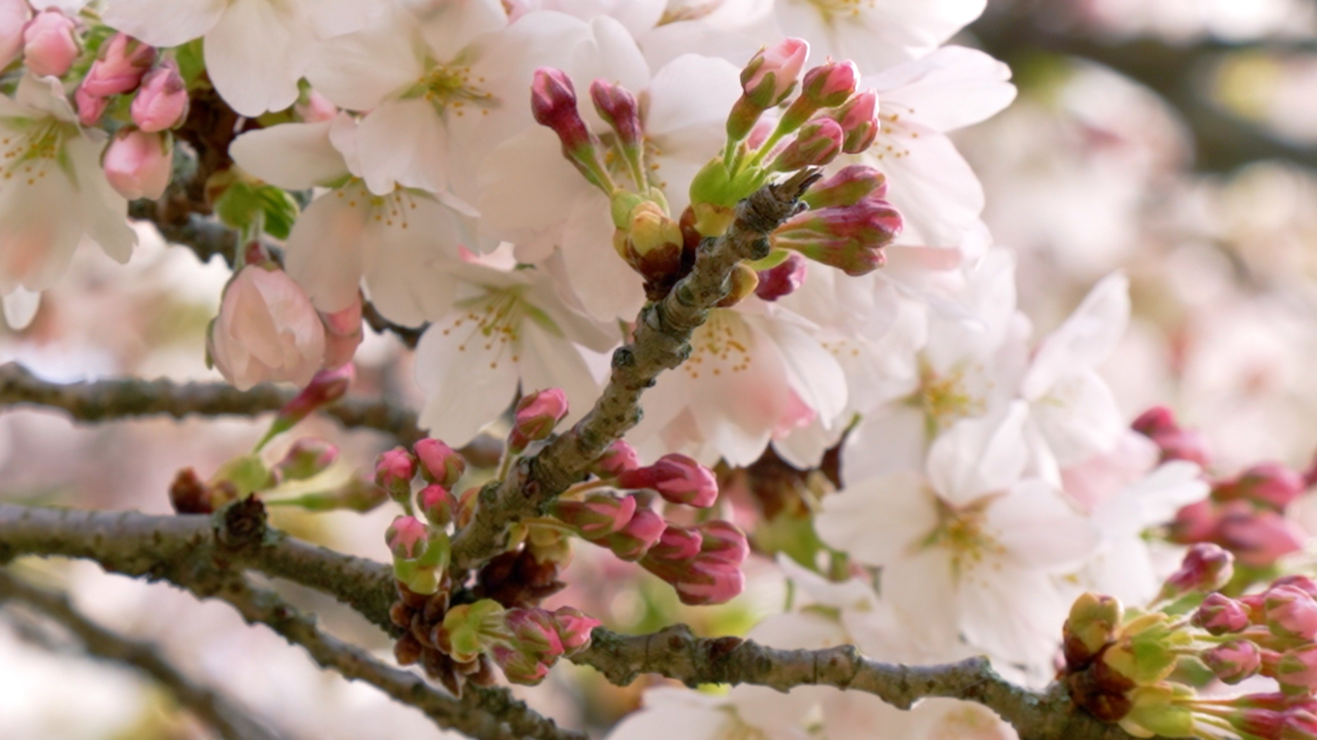 VIDEO:  UW cherry blossomsâ peak bloom expected mid-March