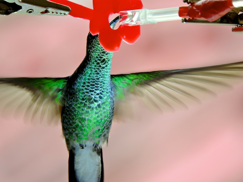 Thatâs no straw: Hummingbirds evolved surprisingly flexible bills to help them drink nectar